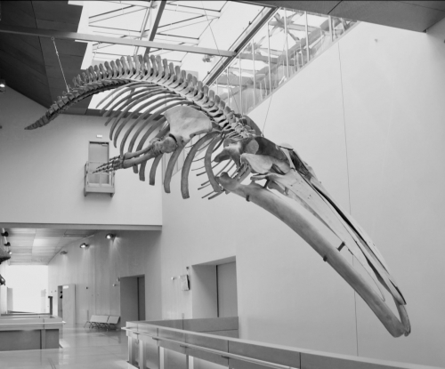 olivier truc,la baleine et le berger,musée des confluences,editions cambourakis,blog mon roman noir et bien serré,blog littéraire,chronique littéraire,parution 2026,avis de lecture,lecture 2026,quais du polar